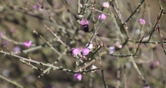 Muraltia scoparia