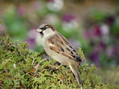 Passer domesticus