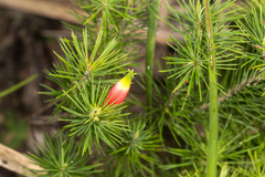 Stenanthera pinifolia