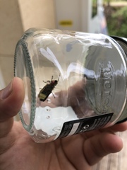 Photinus signaticollis