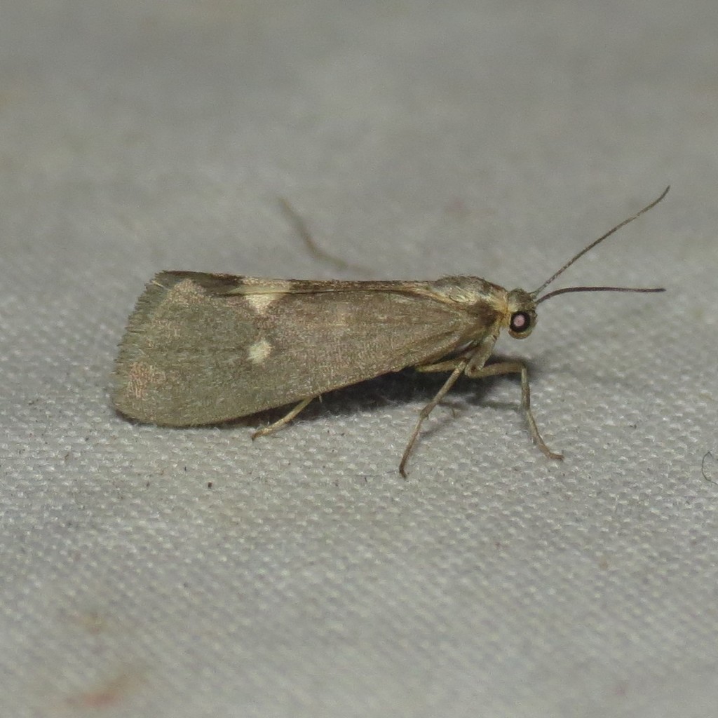 Cisthene dorsimacula
