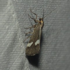 Cisthene liberomacula