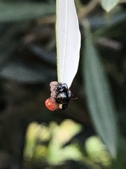 Photinus signaticollis