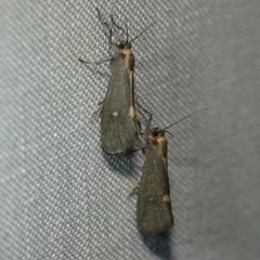 Cisthene dorsimacula
