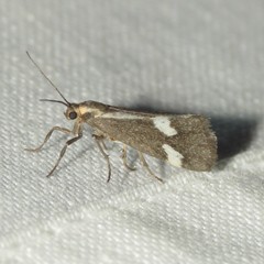 Cisthene liberomacula