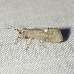Cisthene dorsimacula