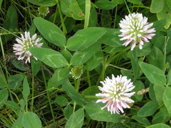 Trifolium ambiguum