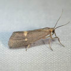 Cisthene dorsimacula