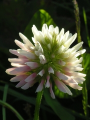 Trifolium ambiguum