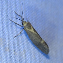 Cisthene dorsimacula