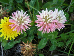 Trifolium ambiguum