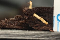 Ophiocordyceps variabilis