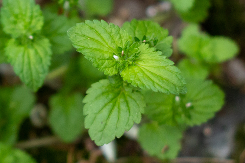 Veronica javanica