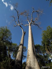 Adansonia