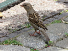 Passer domesticus