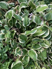 Hosta ventricosa