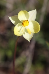 Cyanella alba flavescens