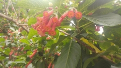 Iochroma fuchsioides