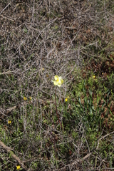 Cyanella alba flavescens