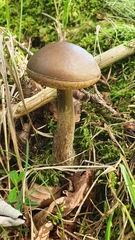 Leccinellum pseudoscabrum