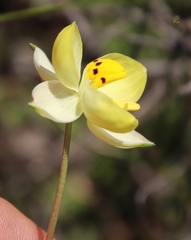 Cyanella alba flavescens