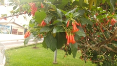 Iochroma fuchsioides