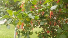 Iochroma fuchsioides