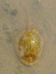 Lepidurus packardi