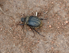 Phyllophaga lanceolata