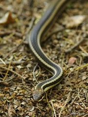 Dromicodryas bernieri