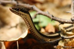 Dromicodryas bernieri