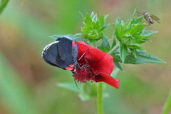 Eutrepsia inconstans