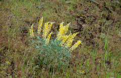 Lupinus sulphureus