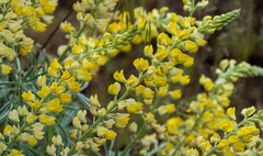 Lupinus sulphureus