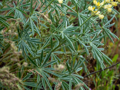 Lupinus sulphureus