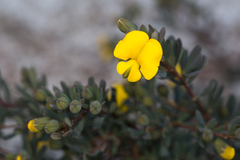 Gompholobium virgatum