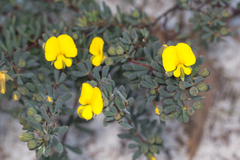 Gompholobium virgatum