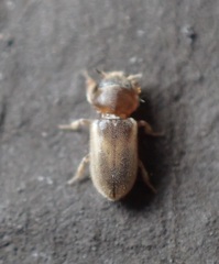 Tropicus pusillus
