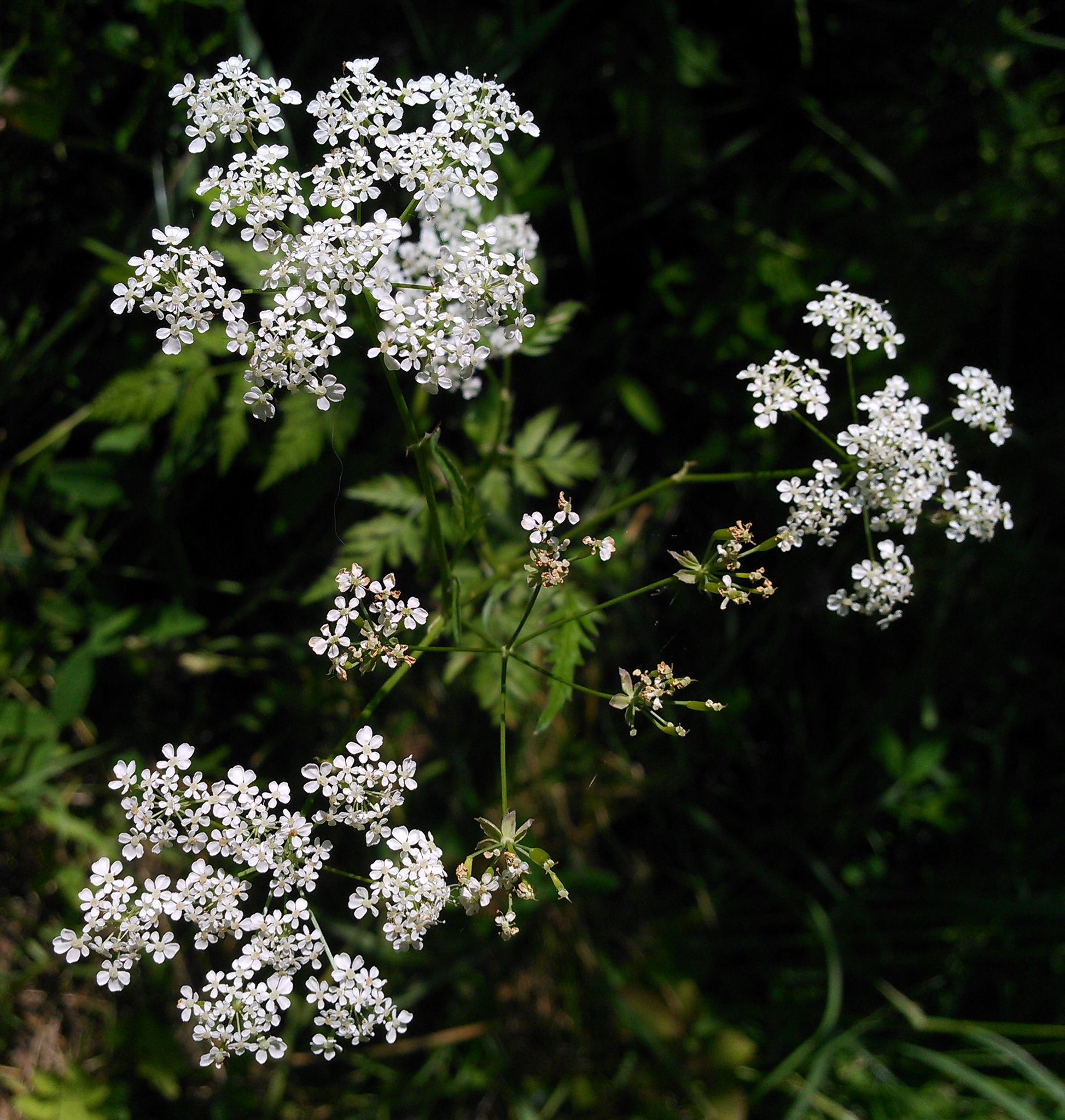 cow parsley (anthriscus sylvestris) · inaturalist