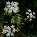 Cow Parsley - Photo (c) ape, some rights reserved (CC BY)