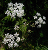 Cow Parsley - Photo (c) ape, some rights reserved (CC BY), uploaded by ape
