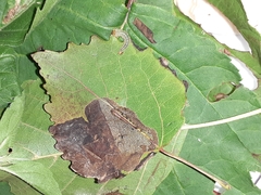 Heterarthrus ochropoda