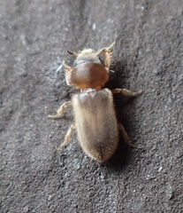 Tropicus pusillus