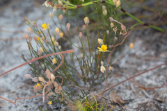 Jacksonia stackhousei