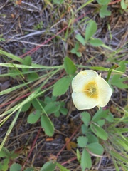 Calochortus subalpinus