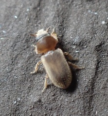 Tropicus pusillus