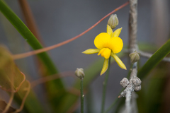 Jacksonia stackhousei