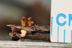 Ophiocordyceps variabilis