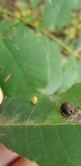 Caryomyia viscidolium