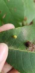 Caryomyia viscidolium